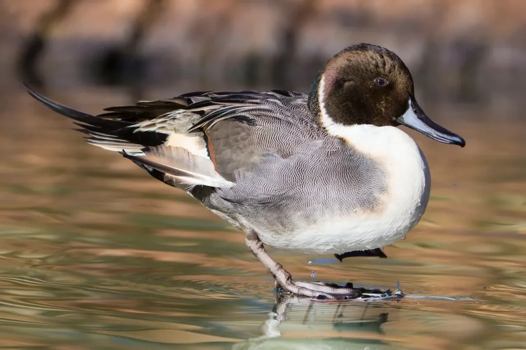 Pintail Ducks
