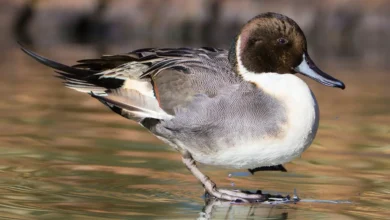 Pintail Ducks