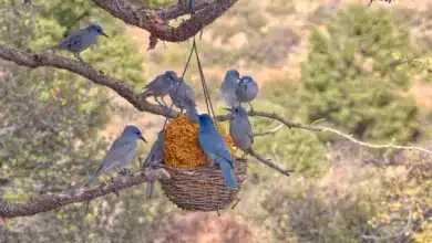 A Group Pinyon Jays Eating Bird Seed On A Tree