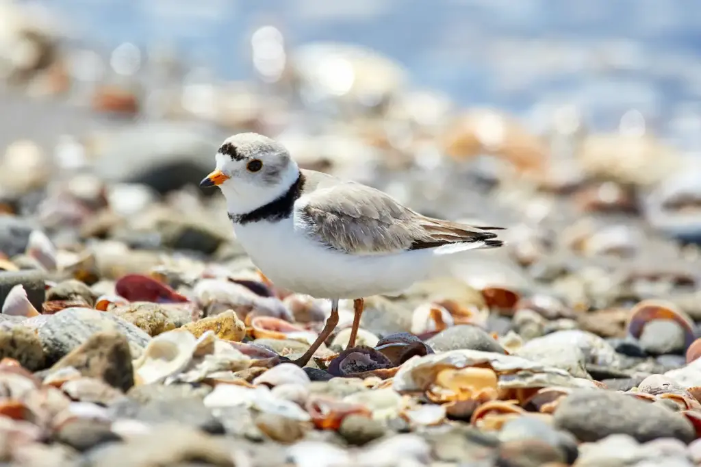 The Piping Plovers Searching Food Near The Seaside
