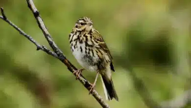 Pipit Species