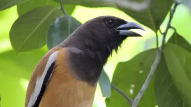 Hooded Pitohui is in the Woods