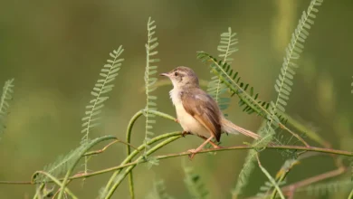 Plain Prinias