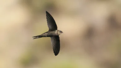 Plain Swifts