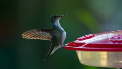 Plain-bellied Emeralds