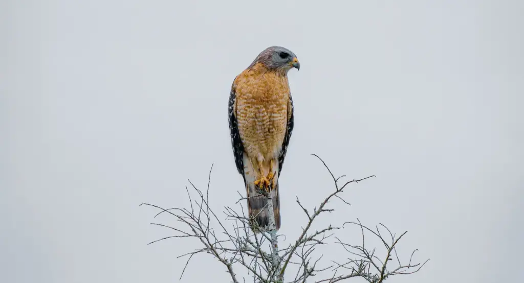 The Plain-breasted Hawk Sitting on top of the Tree