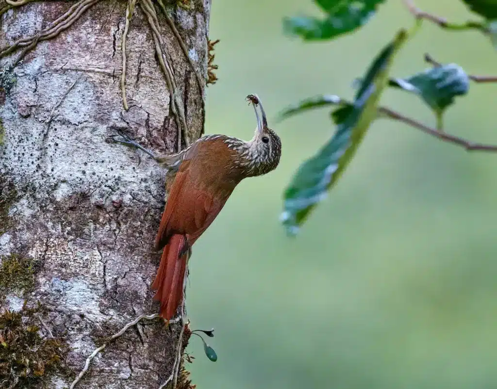 The Plain-brown Woodcreepers Perched On A Wood