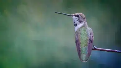 The Plain-capped Starthroat Hummingbird Looking For Food