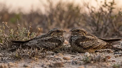 Plain-tailed Nighthawks (Nyctiprogne vielliardi)