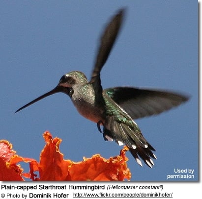 Plain-capped Starthroat Hummingbird (Heliomaster constantii)