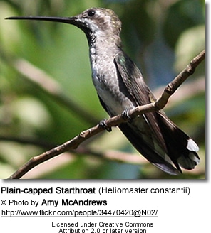 Plain-capped Starthroat Hummingbird (Heliomaster constantii)-