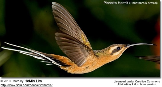 Planalto Hermit (Phaethornis pretrei)