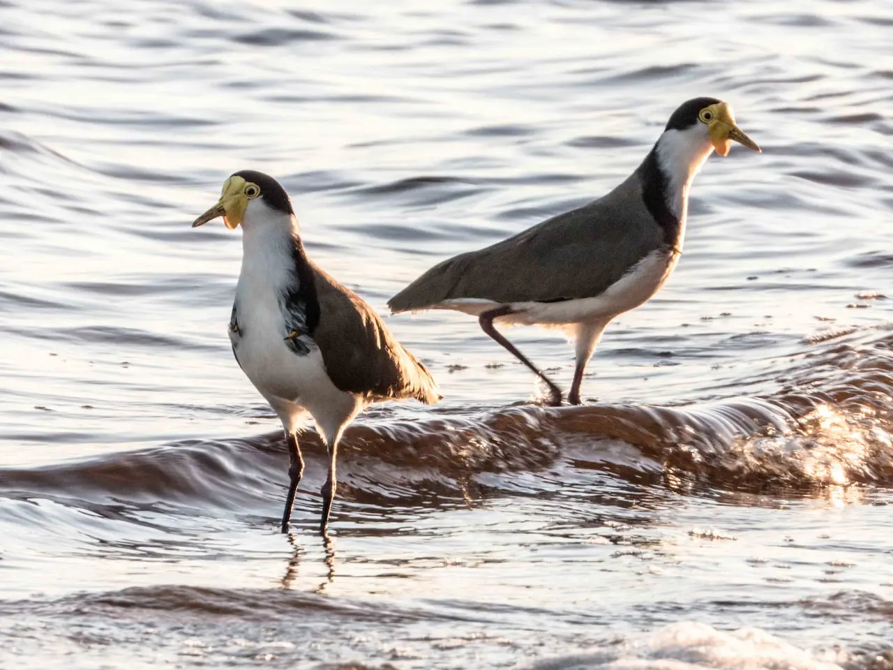 Two Plovers In The Water Standing
