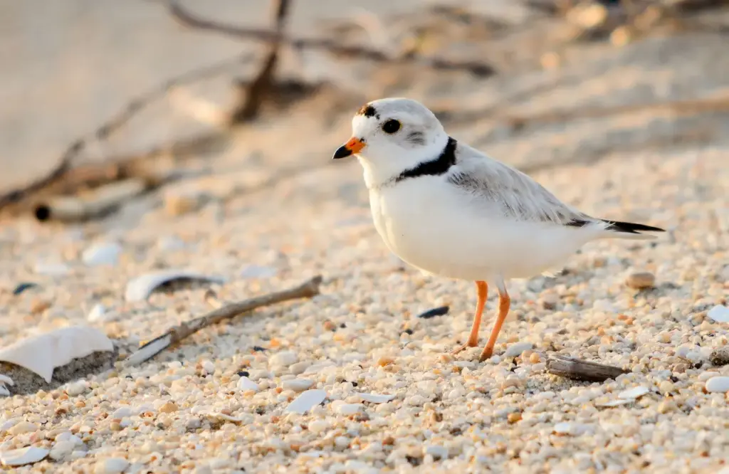 Plovers on the Sand 