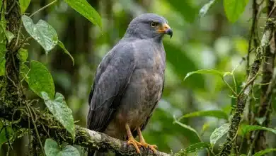 Plumbeous Hawks (Leucopternis plumbeus)