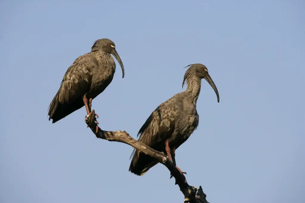 Two Plumbeous Ibises Perched on Tree Branch