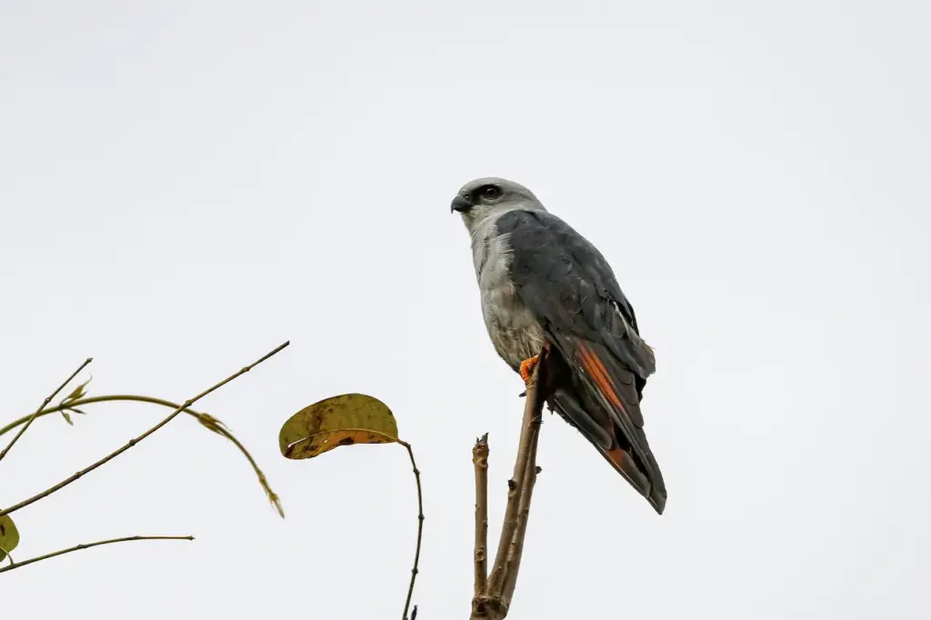 Plumbeous Kites Perching on Top of a Leafless Branch