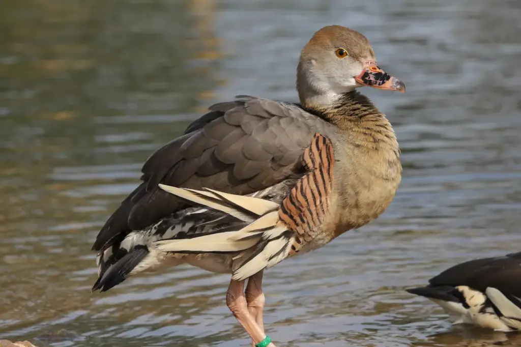 Close Up Image of Plumed Whistling Ducks