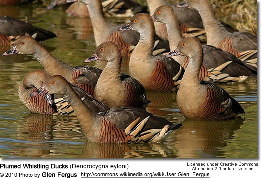 Plumed Whistling-Ducks (Dendrocygna eytoni) 