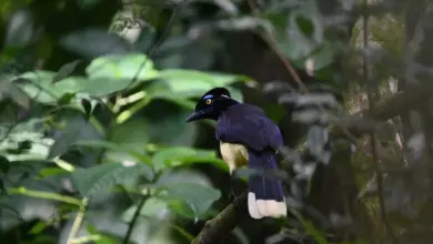 The Plush-crested Jays Perched Into The Woods