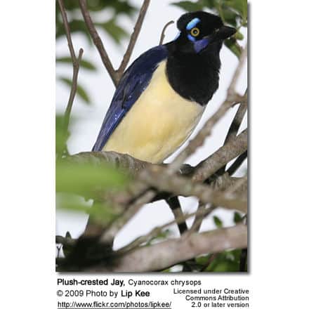 Plush-crested Jay