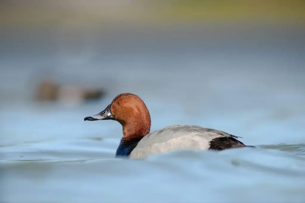 A Pochards in the Water