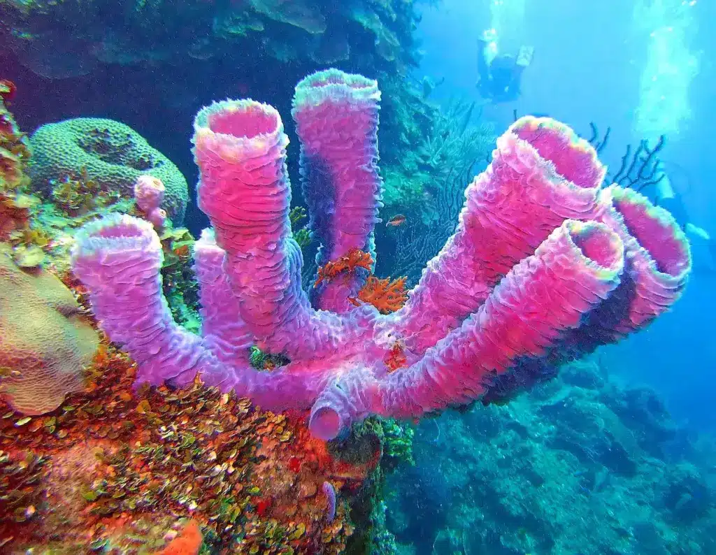 Porifera Phylum Of The Almost Indestructible Sponges