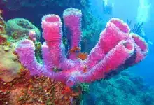 Porifera Phylum Of The Almost Indestructible Sponges