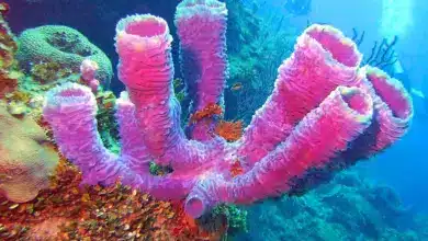 Porifera Phylum Of The Almost Indestructible Sponges