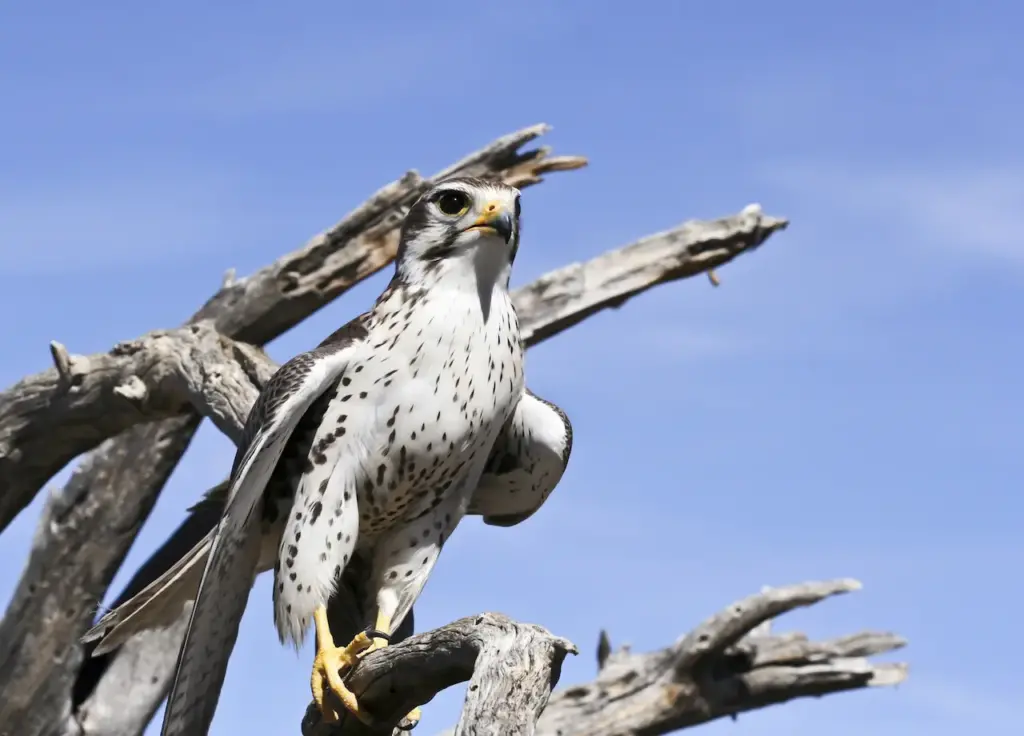 Prairie Falcon on Branch 