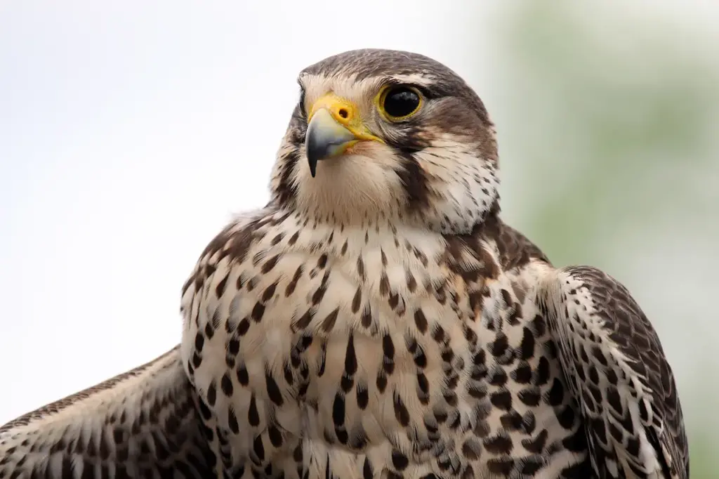 Prairie Falcons Image