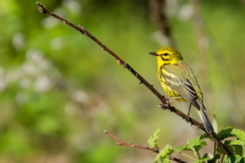 Prairie Warblers Looking for Food 