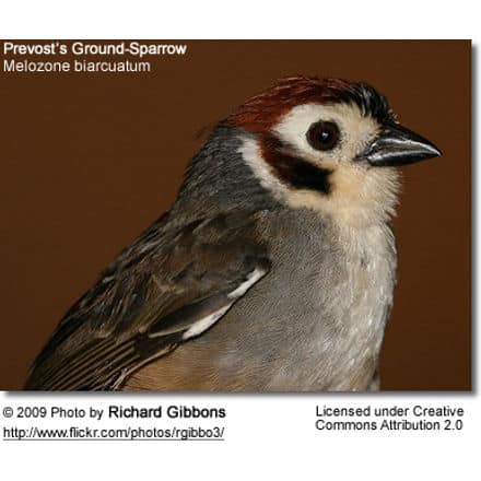 Prevost’s Ground-Sparrow
