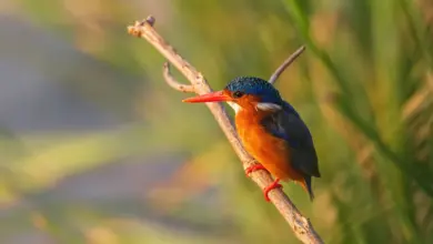 Príncipe Kingfishers on the Branch