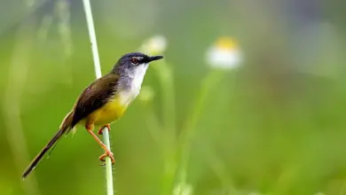 The Prinia Is Sitting In A Thorn