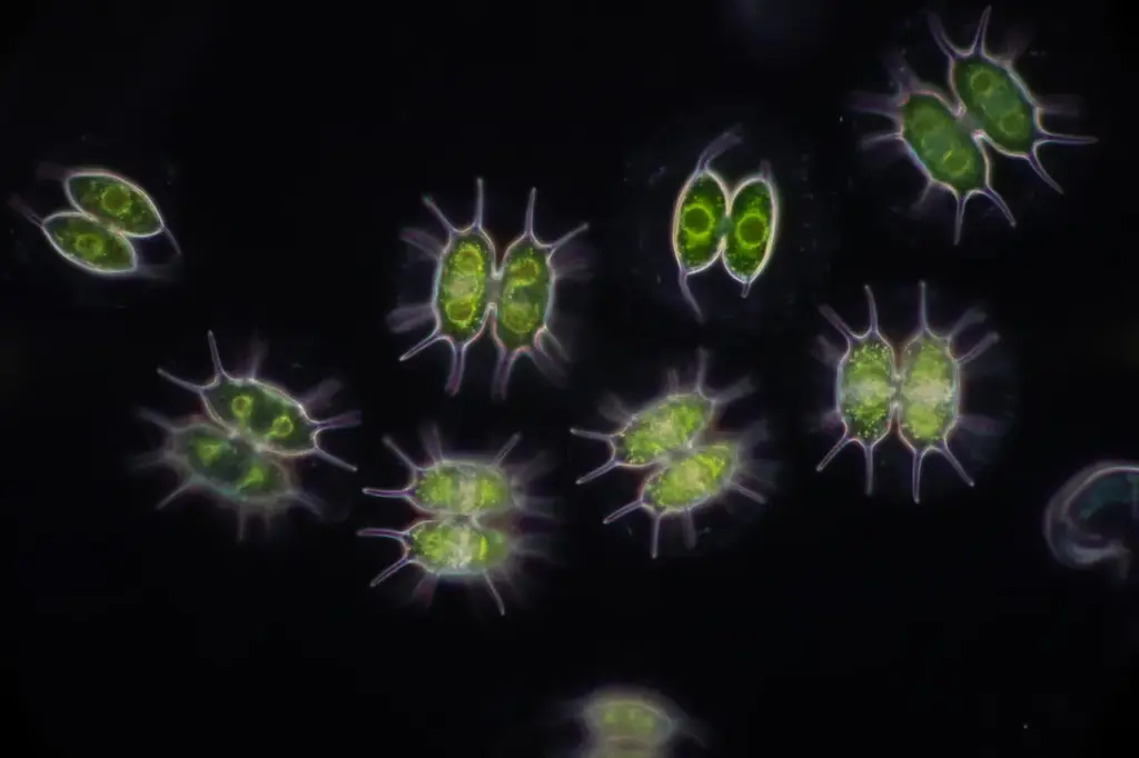 Protozoa And Green Algae In Waste Water Under The Microscope