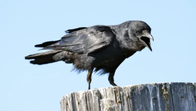 Provisional World List of the Corvidae Crow Family