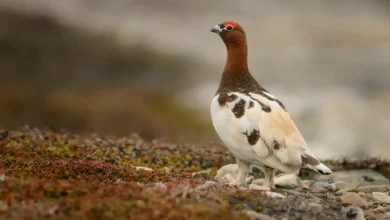 Ptarmigan