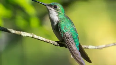 Puerto Rican Emerald Hummingbird Perched On The Tree Branch