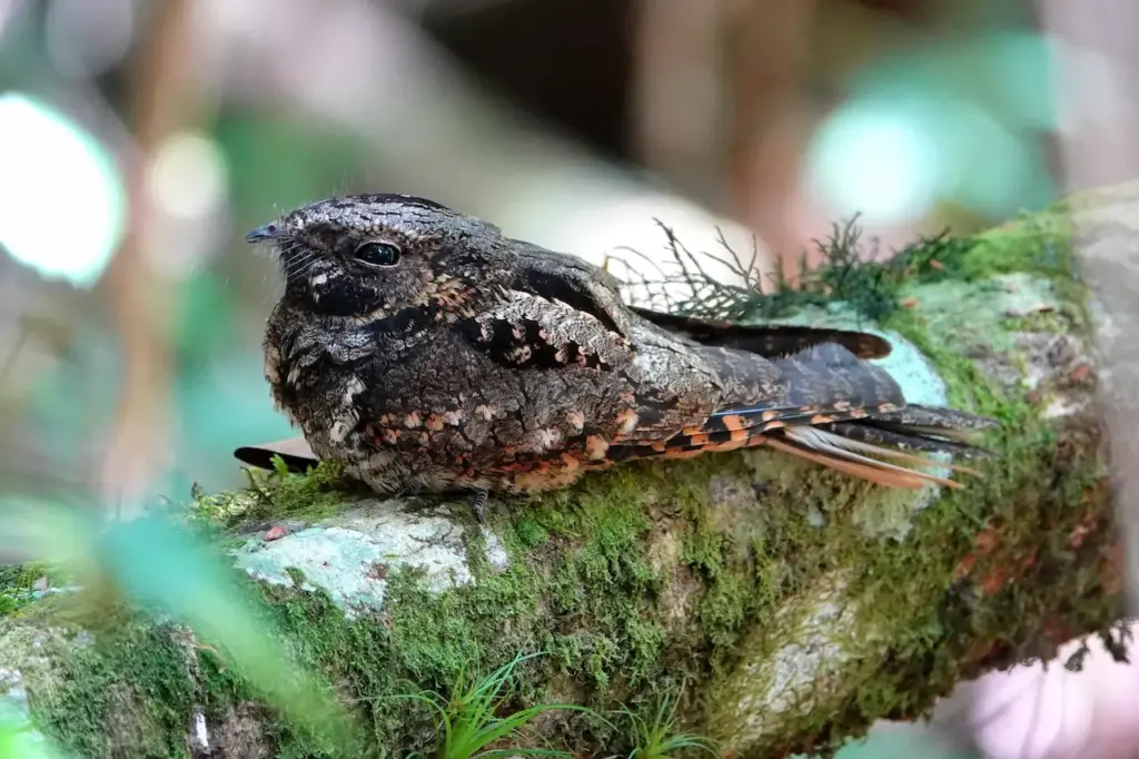 Puerto Rican Nightjar On Tree