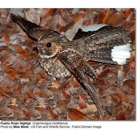 Puerto Rican Nightjar (Caprimulgus noctitherus) with spread wings