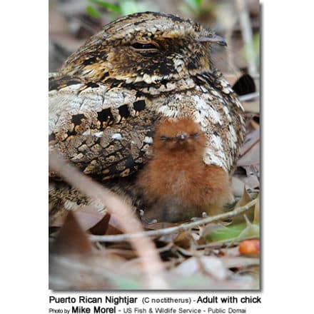 Puerto Rican Nightjar (C noctitherus) - Adult with chick