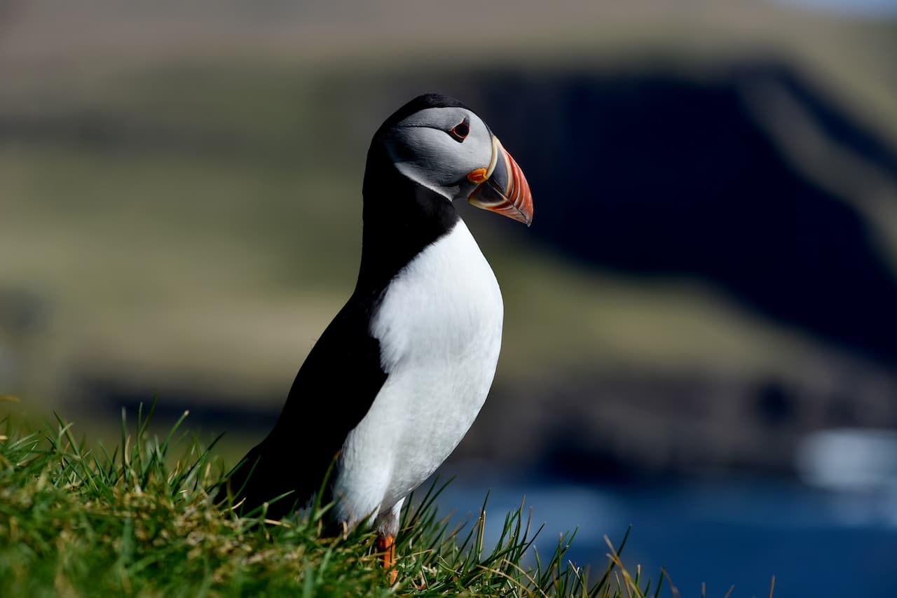 A Puffin In The Green Grass