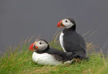 Two Puffins