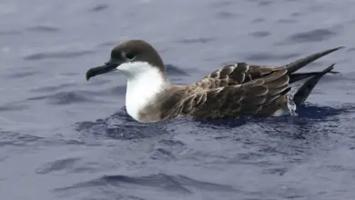 A Puffinus Floating On The Water