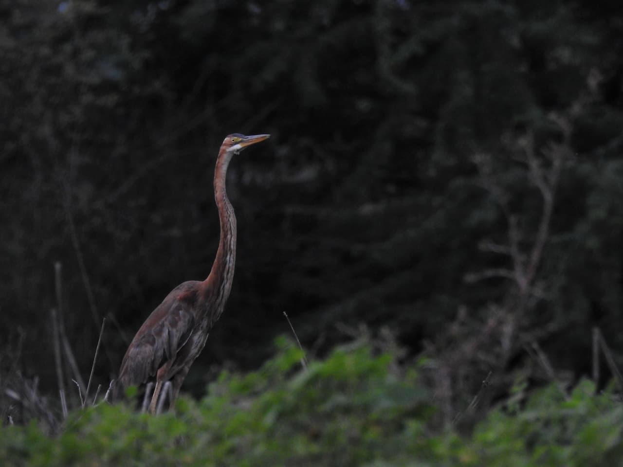 A Purple Heron Stretching Its Neck