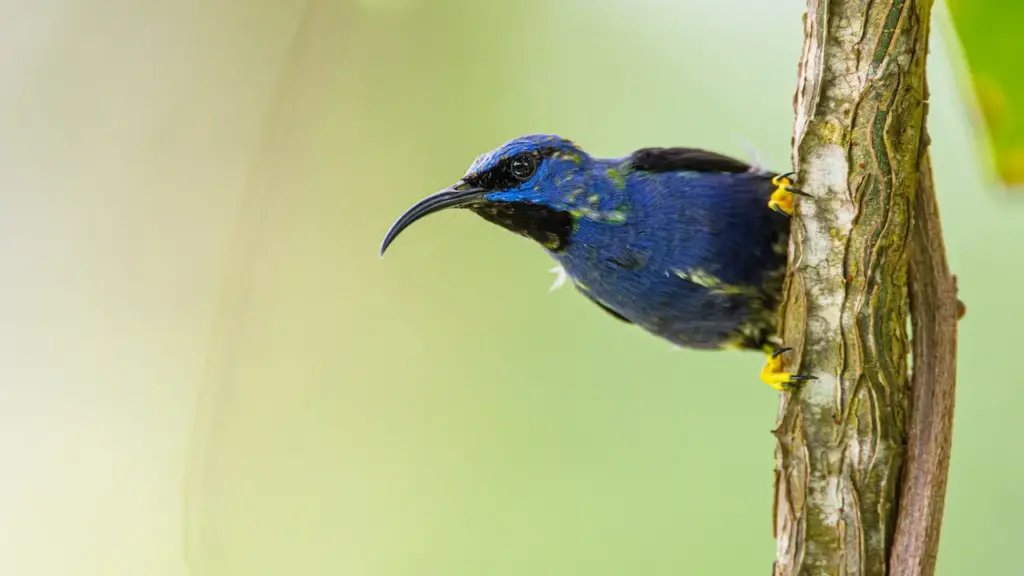 The Purple Honeycreepers Perched In A Wood