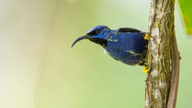 The Purple Honeycreepers Perched In A Wood
