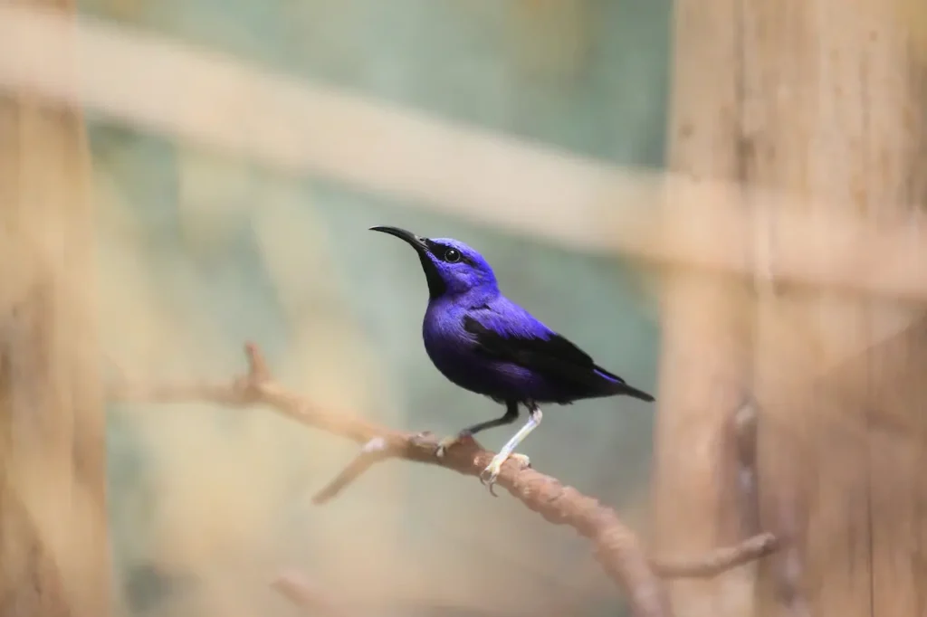 Purple Honeycreepers 