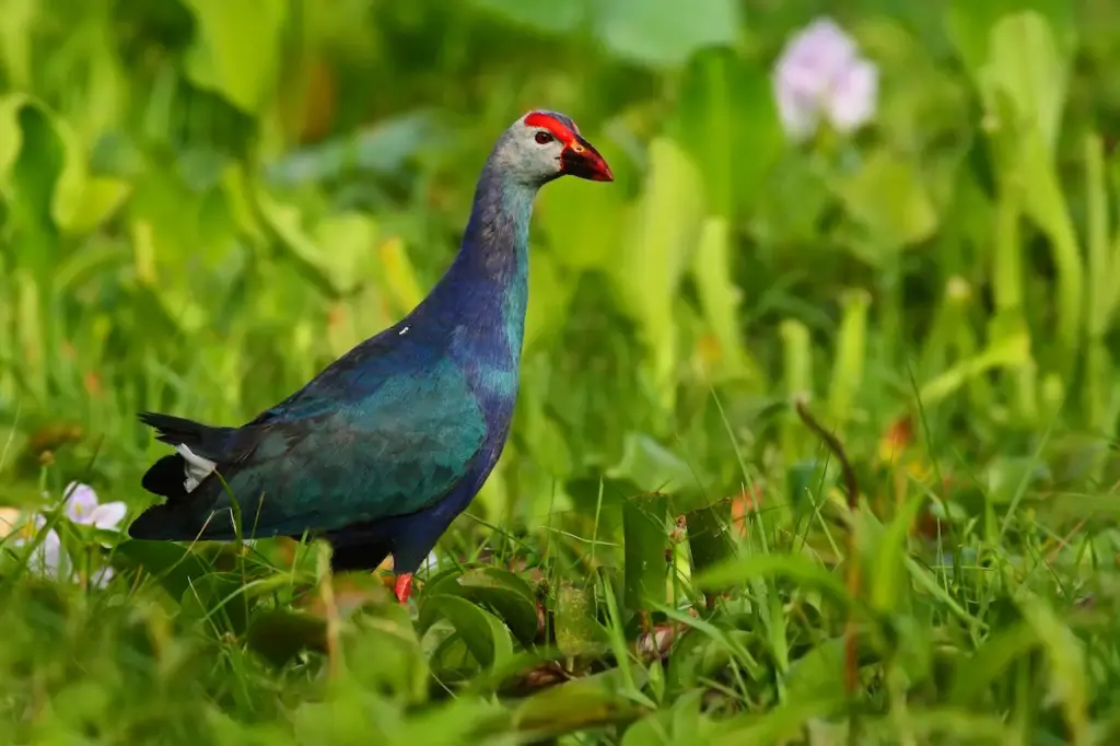 Purple Swamphen on a Grass